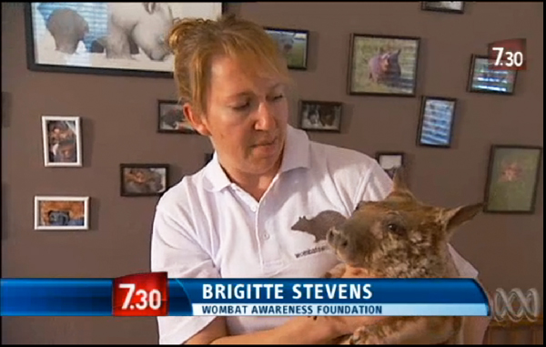 Brigitte Stevens, Wombat Awareness Org